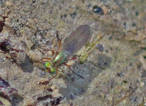 Dolichopus sp.